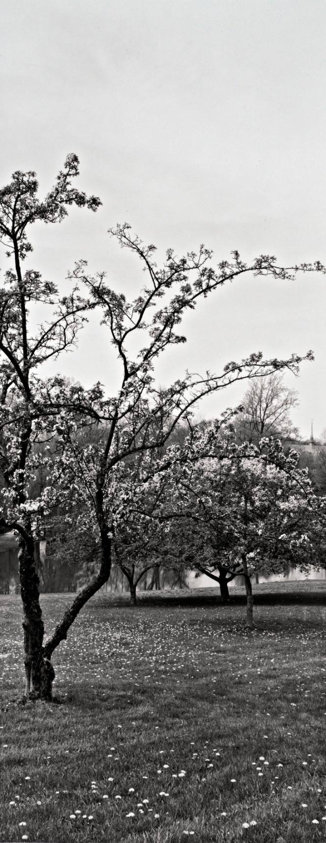 Flowering Crabapple (Malus spp.), Orchard above Sunset Lake