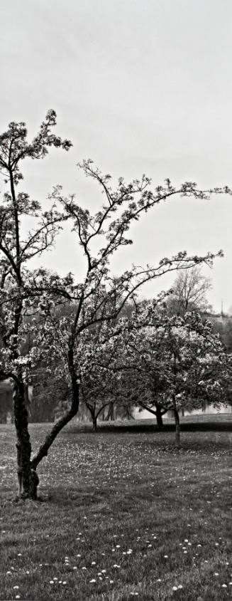 Flowering Crabapple (Malus spp.), Orchard above Sunset Lake