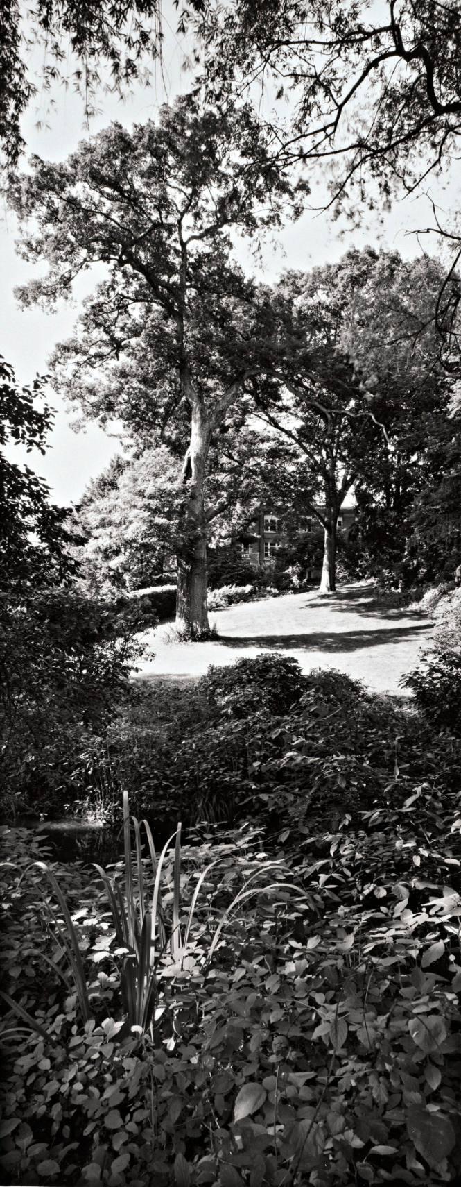 White Oak (Quercus alba), 1930 Class Tree, near the Shakespeare Garden
