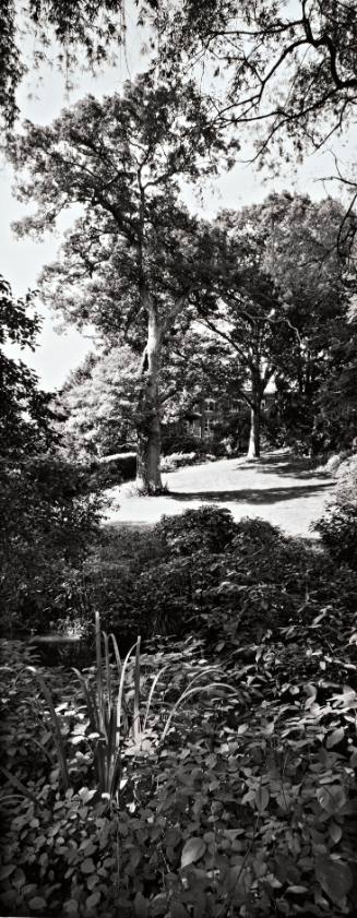 White Oak (Quercus alba), 1930 Class Tree, near the Shakespeare Garden