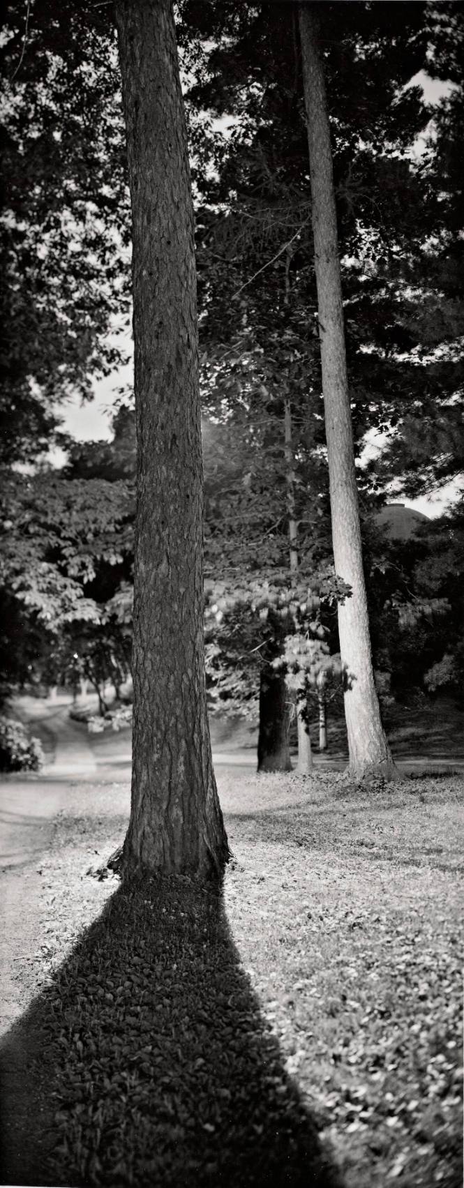 American Larch (Larix laricina), west of Blodgett Hall