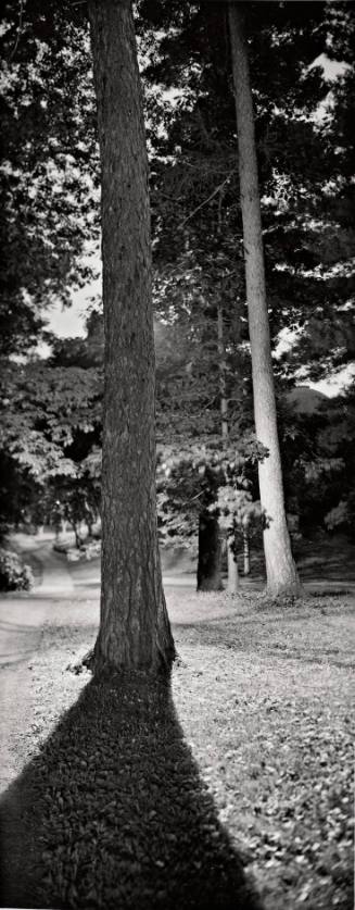 American Larch (Larix laricina), west of Blodgett Hall