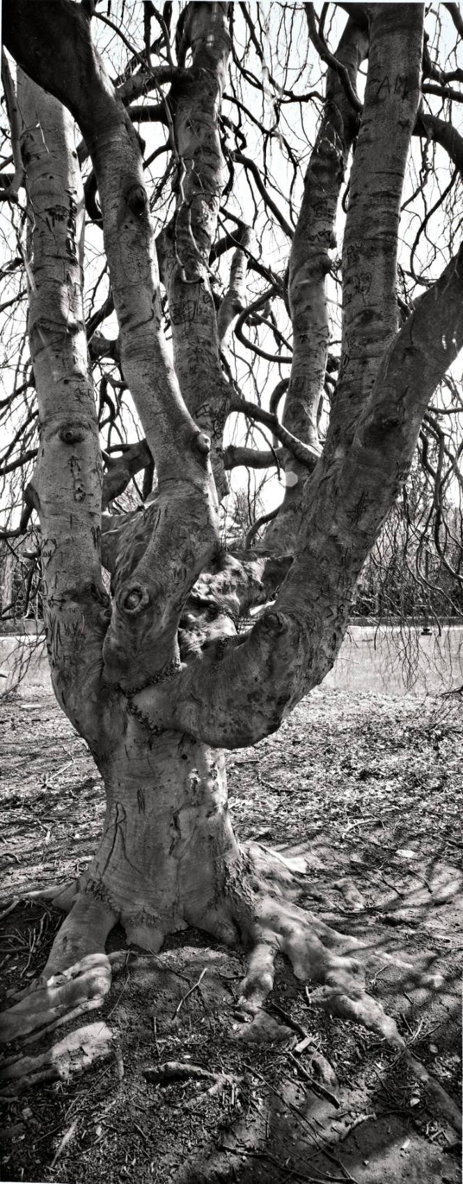 Weeping Beech (Fogus sylvatica ‘Pendula’), Joss Beach north of Chicago Hall