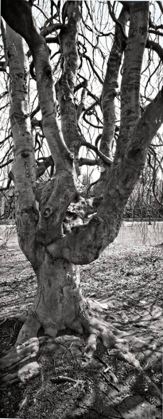 Weeping Beech (Fogus sylvatica ‘Pendula’), Joss Beach north of Chicago Hall