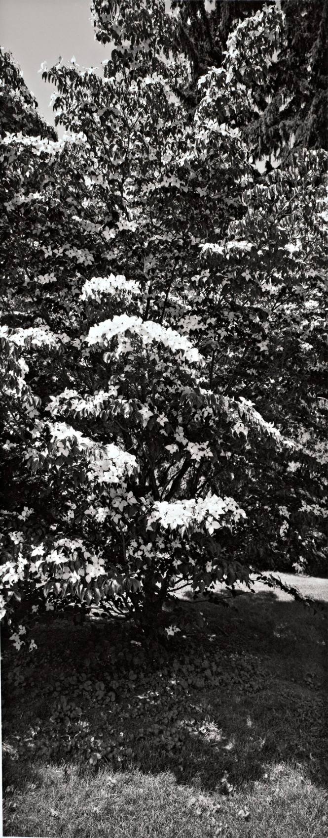 Kousa Dogwood (Cornus Kousa), near the Water Tower south of Baldwin House