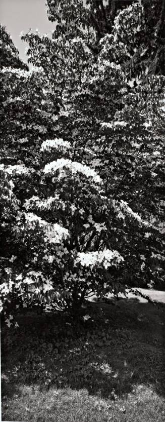 Kousa Dogwood (Cornus Kousa), near the Water Tower south of Baldwin House