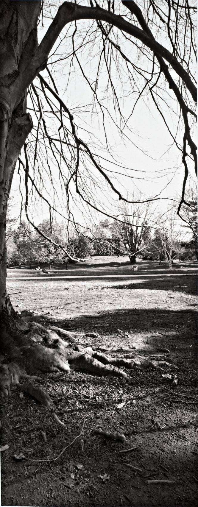 European Beech (Fagus sylvatica), looking toward the Old Observatory from Cushing House courtyard