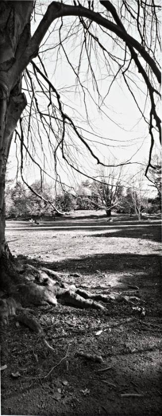 European Beech (Fagus sylvatica), looking toward the Old Observatory from Cushing House courtyard