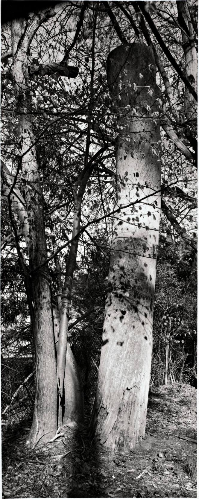 Basswood (Tilia americana) and a wildlife snag that was formerly an Eastern White Pine (Pinus strobus), between Cushing House and Calvary Cemetery