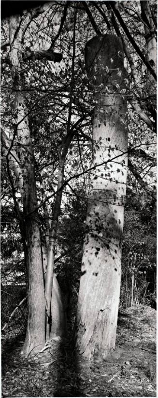 Basswood (Tilia americana) and a wildlife snag that was formerly an Eastern White Pine (Pinus strobus), between Cushing House and Calvary Cemetery