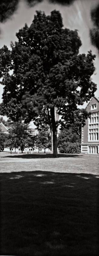 Thornless Common Honeylocust (Gleditsa triacanthos var. inermis), 1964 Class Tree, in front of Rockefeller Hall