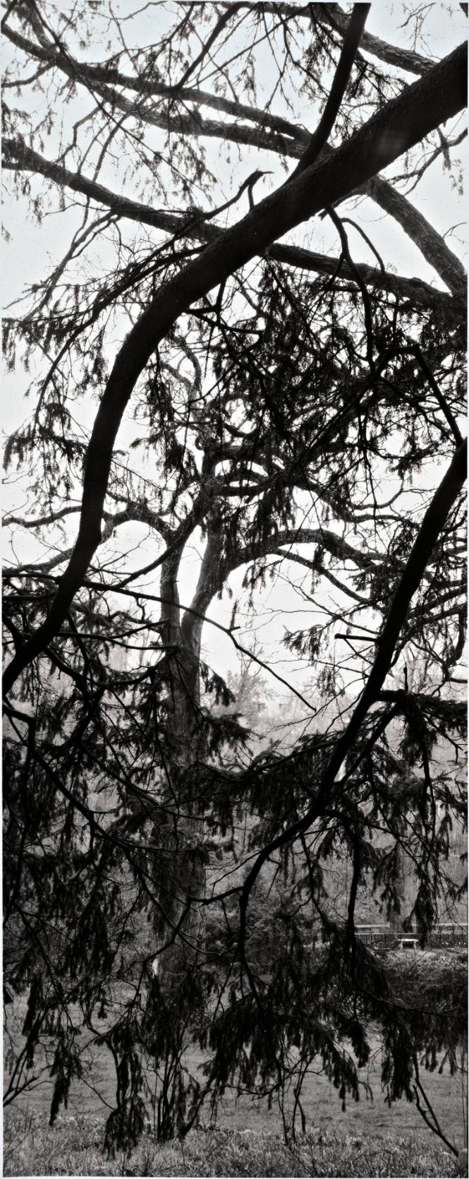 Peering through a Norway Spruce (Picea abies) toward a White Oak (Quercus alba), on the path above the Shakespeare Garden