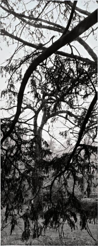 Peering through a Norway Spruce (Picea abies) toward a White Oak (Quercus alba), on the path above the Shakespeare Garden