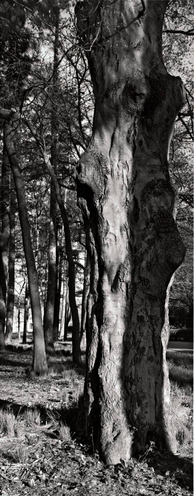 European Beech (Fagus sylvatica), between Cushing House and Calvary Cemetery