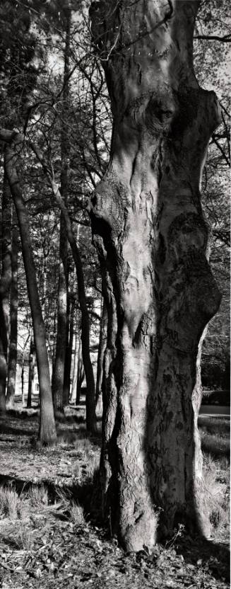 European Beech (Fagus sylvatica), between Cushing House and Calvary Cemetery