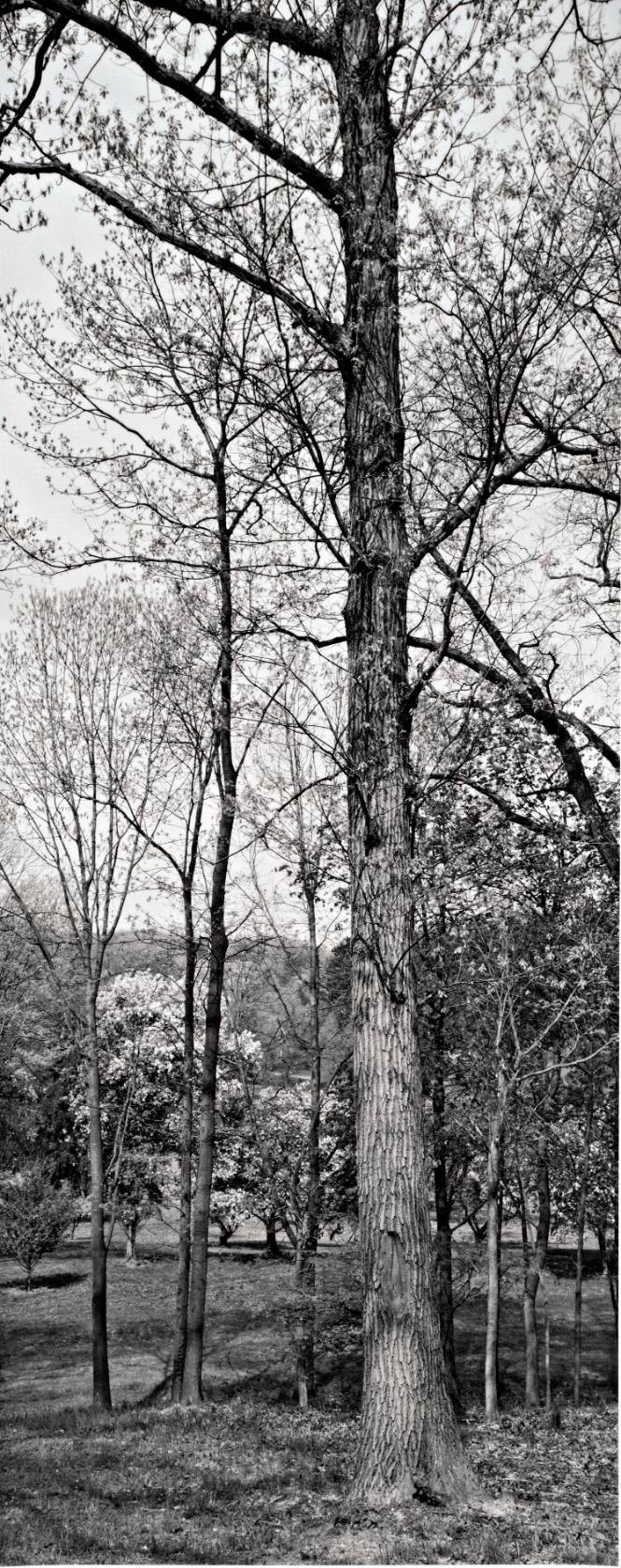 Red Oak (Quercus rubra), near the Class of 1951 Observatory, looking toward Sunset Lake