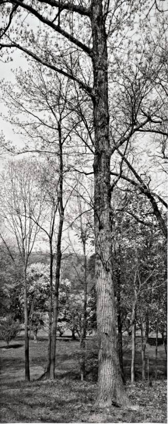 Red Oak (Quercus rubra), near the Class of 1951 Observatory, looking toward Sunset Lake
