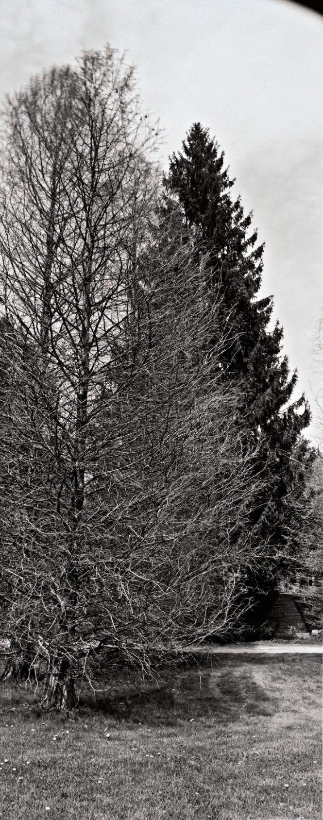 Common Baldcypress (Taxodium distichum), between the Amphitheater and Sunset Lake