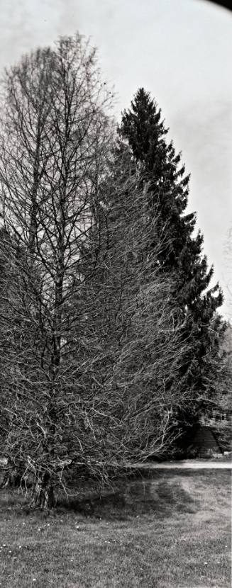 Common Baldcypress (Taxodium distichum), between the Amphitheater and Sunset Lake