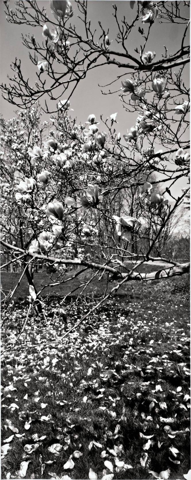 Saucer Magnolia (Magnolia x soulangiana), the Archery Field next to Casper’s Kill