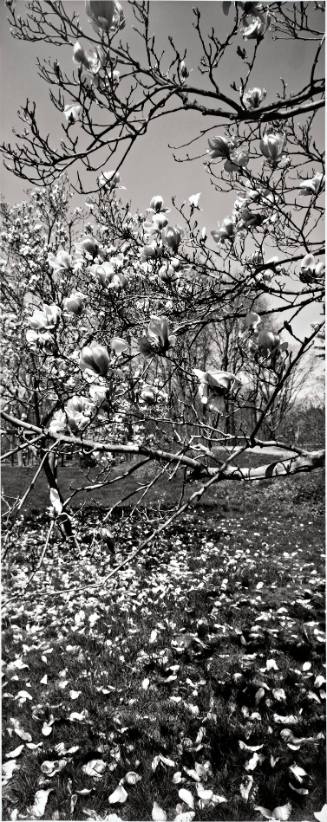 Saucer Magnolia (Magnolia x soulangiana), the Archery Field next to Casper’s Kill