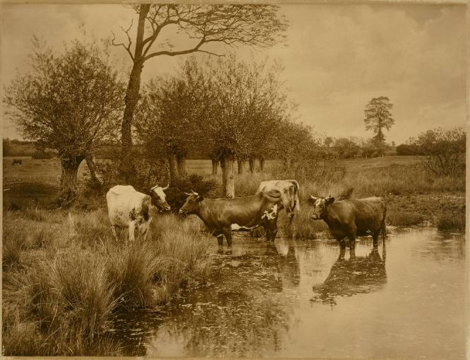 Untitled [Cows standing in water]