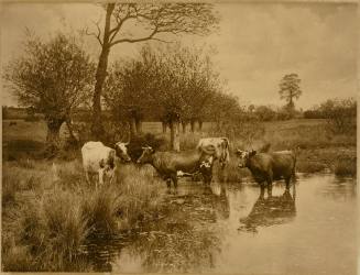 Untitled [Cows standing in water]