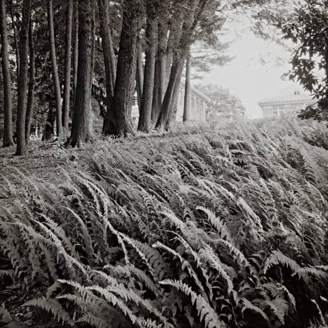 New York Ferns and Canadian Hemlocks, Amphitheater