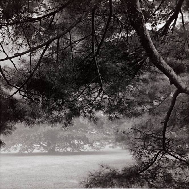 Eastern White Pine foreground, and Purple Beech background, Chapel Lawn