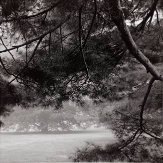 Eastern White Pine foreground, and Purple Beech background, Chapel Lawn