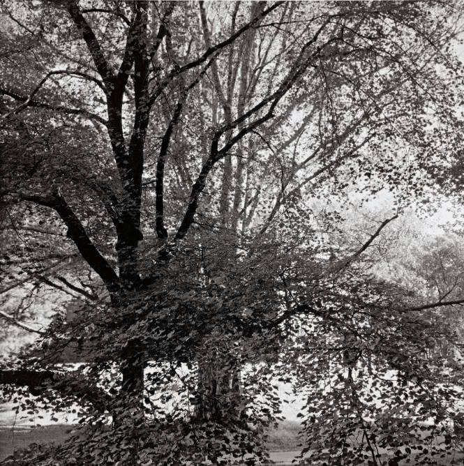 Littleleaf Linden and European Beech, Old Observatory