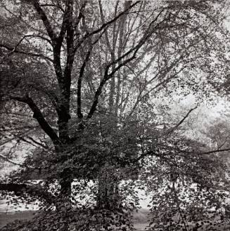 Littleleaf Linden and European Beech, Old Observatory