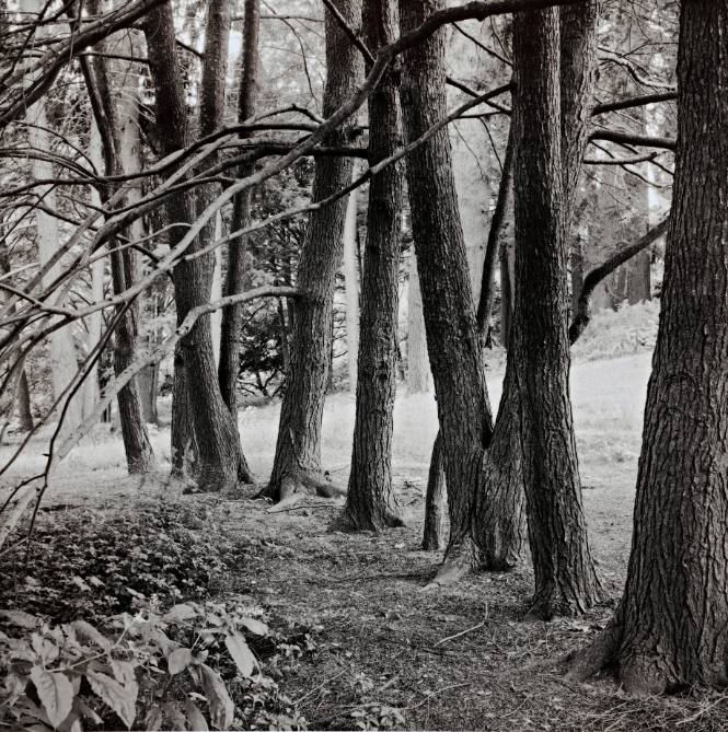 Canadian Hemlocks, Amphitheater