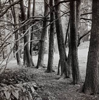 Canadian Hemlocks, Amphitheater