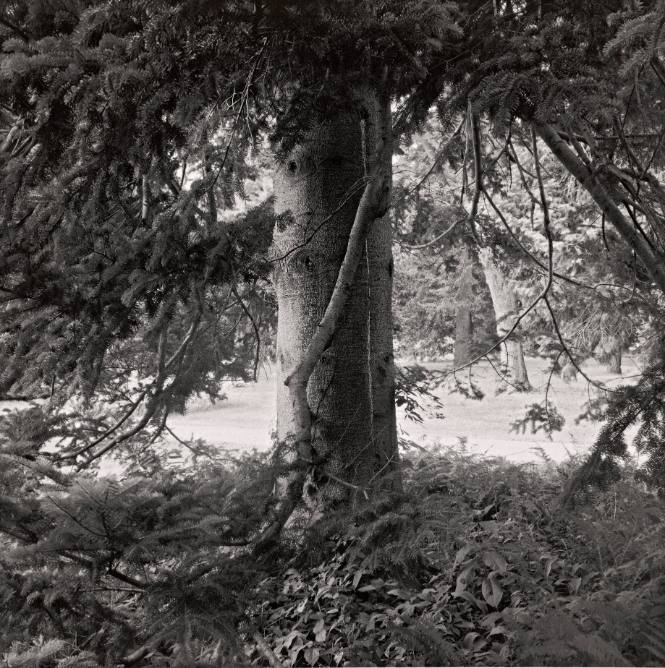 Veitch Fir, east of Strong House in the Pinetum