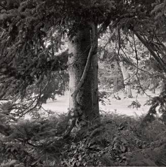 Veitch Fir, east of Strong House in the Pinetum