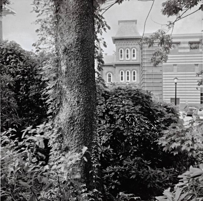 Rhododendrons and a Norway Spruce, Center for Drama and Film