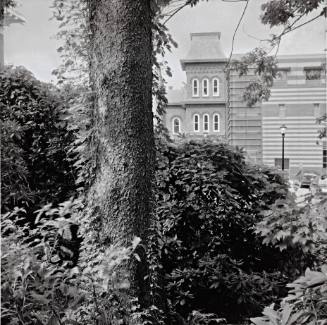 Rhododendrons and a Norway Spruce, Center for Drama and Film