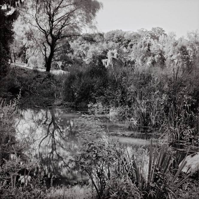 Corkscrew Willow, reflected in Class of 2000 Hillspring Pond, near Sunset Lake