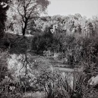 Corkscrew Willow, reflected in Class of 2000 Hillspring Pond, near Sunset Lake