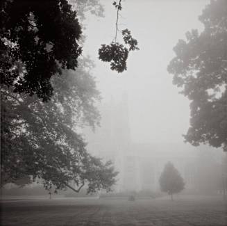 Thompson Library, Sugar Maples, great London Plane Tree, ‘Legacy’ Sugar Maple