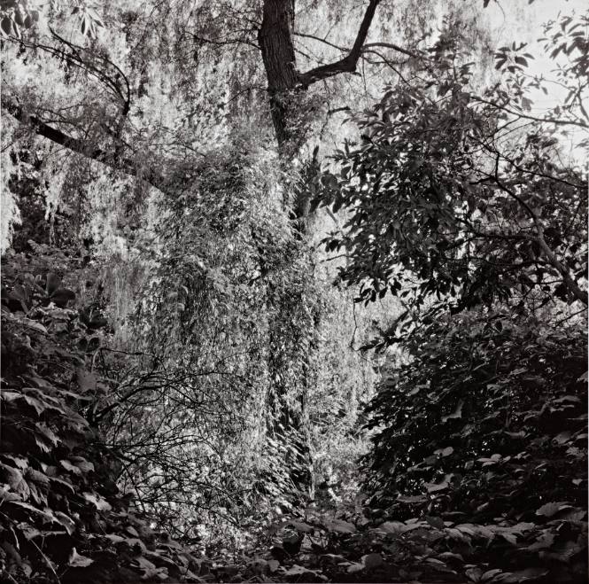 Porcelain Berry growing from a White Willow, Priscilla Bullitt Collins ‘42