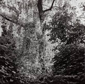 Porcelain Berry growing from a White Willow, Priscilla Bullitt Collins ‘42