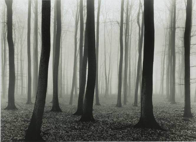Luxembourg Woods #2