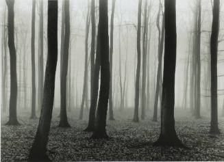 Luxembourg Woods #2