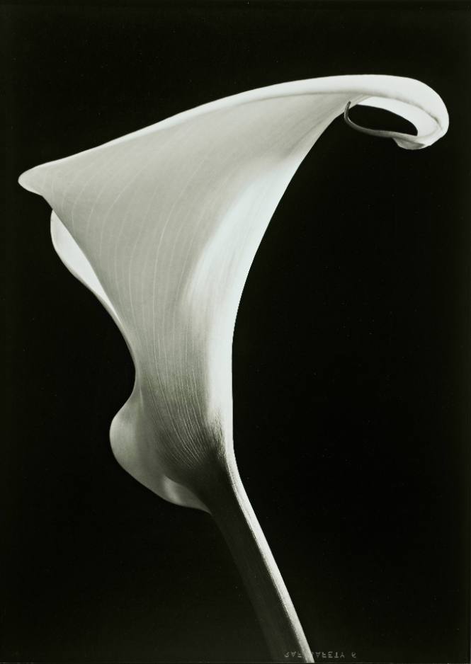 Calla #1, Conway, New Hampshire