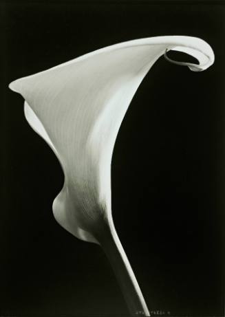Calla #1, Conway, New Hampshire