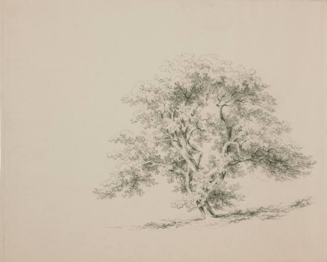 Tree Study