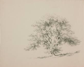 Tree Study