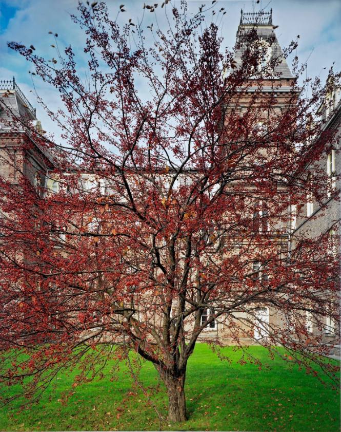 Zumi Crabapple, north front of Main Building